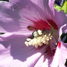 Pollen Enthusiast II By C. A. Hoffman
