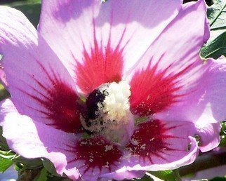 C. A. Hoffman: 'Pollen Enthusiast III Glutton', 2008 Color Photograph, nature.  Third in a series of shots taken of a very busy and hungry bee.   ...