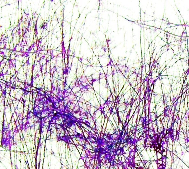 C. A. Hoffman  'Purple Veins', created in 2007, Original Drawing Pencil.