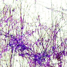 Purple Veins By C. A. Hoffman
