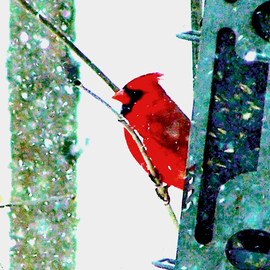Red Winter Sentinel, C. A. Hoffman