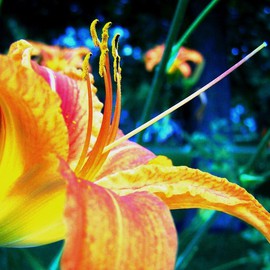 C. A. Hoffman: 'Tangerine Salute I', 2008 Color Photograph, Floral. 