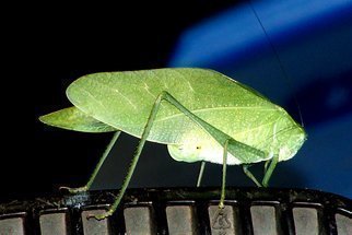 C. A. Hoffman: 'The Green Intruder', 2008 Color Photograph, Fauna.  This brightly colored intruder made a very sudden appearance outside my window one day. Not sure what he is, but nothing seemed to scare him, not even the camera flash! ...