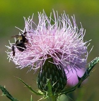 C. A. Hoffman: 'Thistle Heaven', 2007 Color Photograph, Botanical. This was taken at the local metro park and on a very HOT summer day.  The intensity of the sun created a very bright day for capturing these little guys. A field of wild thistles and hundreds of hungry bees! ...