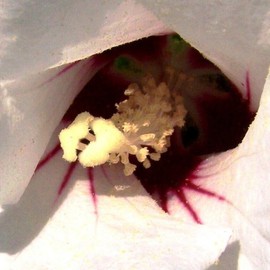 C. A. Hoffman: 'White Crepidation I', 2008 Color Photograph, Floral. 