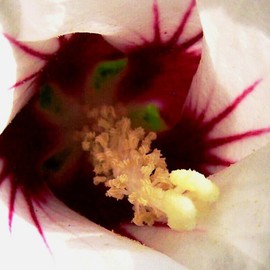 C. A. Hoffman: 'White Crepidation II', 2008 Color Photograph, Floral. Artist Description:  Inner sanctum of the Rose of Sharon white flower. This photo is only mildly enhanced to bring out the beauty and mystery of nature' s work. ...