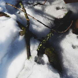 Winters Pickup  Sticks By C. A. Hoffman