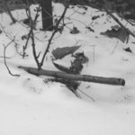 Winters Sniper, C. A. Hoffman