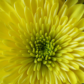 C. A. Hoffman: 'Yellow Birth of Innocence', 2009 Color Photograph, Floral. 