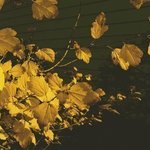 Yellow Fall Confetti By C. A. Hoffman