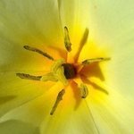 Yellow Tulip Debut By C. A. Hoffman
