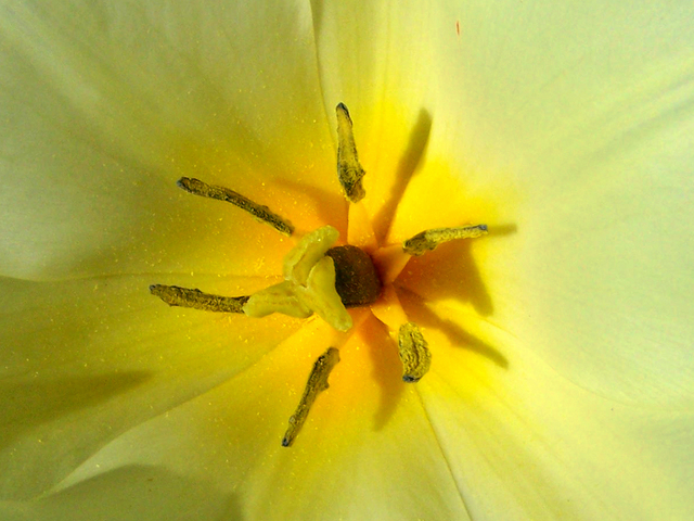 Artist C. A. Hoffman. 'Yellow Tulip Debut' Artwork Image, Created in 2009, Original Drawing Pencil. #art #artist