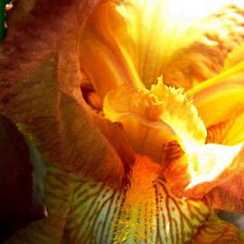 C. A. Hoffman: 'Yellow and Cozy', 2008 Color Photograph, Floral. Artist Description:  Another favorite of mine. This shot was taken on a very sunny day, however, it was very windy and quite a challenge.  ...