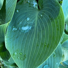 C. A. Hoffman: 'green tears', 2020 Color Photograph, Floral. Artist Description: This is an original photo. ...