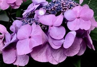 C. A. Hoffman: 'lavender leads', 2019 Color Photograph, Floral. This is an original digital photo. It has been digitally enhanced to brighten and bring out the colors. ...