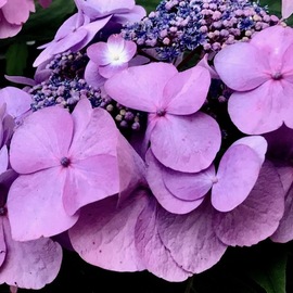 C. A. Hoffman: 'lavender leads', 2019 Color Photograph, Floral. Artist Description: This is an original digital photo. It has been digitally enhanced to brighten and bring out the colors. ...