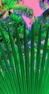 C. A. Hoffman: 'pink sky and fronds', 2020 Digital Painting, Abstract. This is an original photo that has been digitally altered to create a new and exciting piece of art. ...
