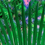 Pink Sky And Fronds, C. A. Hoffman