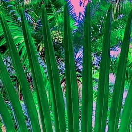 pink sky and fronds By C. A. Hoffman