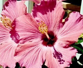 C. A. Hoffman: 'pink telescope', 2019 Color Photograph, Floral. This is a photograph of one of my favorite flowers, the Hibiscus. The colors were fantastic and were screaming at me to take their picture ...