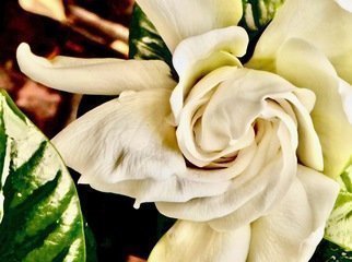 C. A. Hoffman: 'pureness in white', 2020 Color Photograph, Floral. This is an original photo. ...