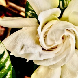 C. A. Hoffman: 'pureness in white', 2020 Color Photograph, Floral. Artist Description: This is an original photo. ...