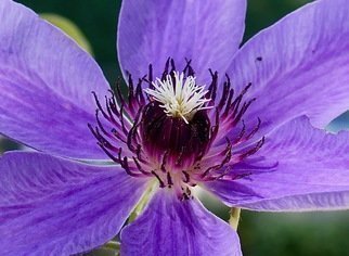 C. A. Hoffman: 'purple passion', 2020 Color Photograph, Floral. This is an original color photo. ...