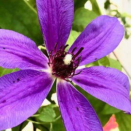 C. A. Hoffman: 'purple people leaper', 2019 Color Photograph, Floral. Artist Description: This is an original color photograph of a lovely flower vine that was growing around my light pole this summer. ...
