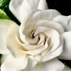 swirl of white lushness By C. A. Hoffman
