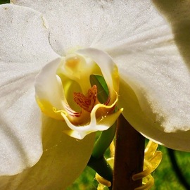 C. A. Hoffman: 'white inner sanctum', 2019 Color Photograph, Floral. Artist Description: This is an original color photograph of a white Orchid. ...