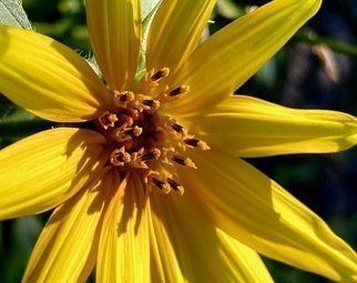 C. A. Hoffman: 'yellow points of light', 2020 Color Photograph, Floral. This is an original color photograph. ...