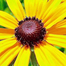 C. A. Hoffman: 'yellow surprise', 2019 Color Photograph, Floral. Artist Description: This is an original color photograph of a Black- Eyed Susan wildflower. ...