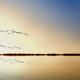 Jean Dominique  Martin: 'flying birds reflection', 2018 Digital Photograph, Landscape. Artist Description: Kakadu Part North Territory Australia- Flying Birds Sunrise...