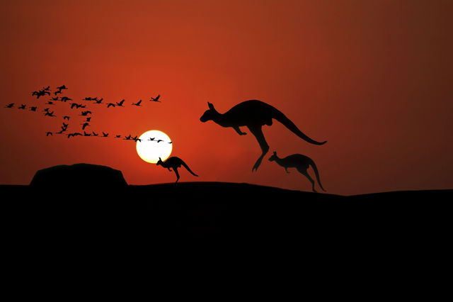Artist Jean Dominique  Martin. 'Kangaroo Sunset' Artwork Image, Created in 2019, Original Photography Mixed Media. #art #artist