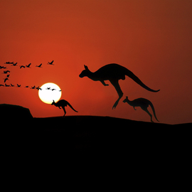 Jean Dominique  Martin: 'kangaroo sunset', 2019 Digital Photograph, Landscape. Artist Description: Australia Ayears Rock Sunset Outback Kangaroo ...