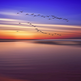 sunrise ocean fling birds By Jean Dominique  Martin