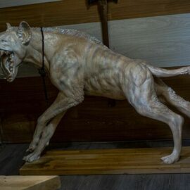 Alex Bogdyl: 'crokuta', 2023 Mixed Media Sculpture, Animals. Artist Description: reconstruction of the appearance of an extinct hyena - Dino Crokuta...