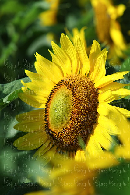 Tracy Brown  'Signed Print Of Lone Sunflower', created in 2012, Original Photography Color.