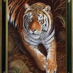Bengal Tiger By Stephen Powell