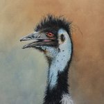 Emu By Stephen Powell