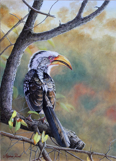 Stephen Powell  'Makalali Yellow Billed Hornbill Southern Yellow Billed Hornbill', created in 2011, Original Painting Oil.
