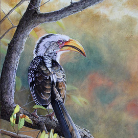 Makalali Yellow billed Hornbill Southern Yellow billed Hornbill By Stephen Powell