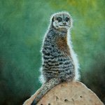 Meerkat By Stephen Powell