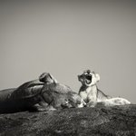 Cub Life, Serengeti, Pekka Jarventaus