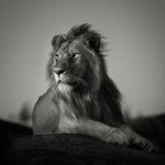 Nomad Lion, Pekka Jarventaus