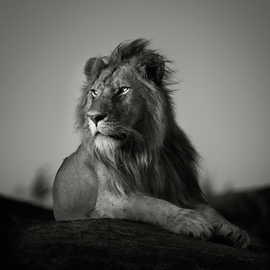 Pekka Jarventaus: 'Nomad Lion', 2014 Black and White Photograph, Animals. Artist Description:   Lion, africa, cub, cry, yawn, sepia, cat, nature, wild, Serengeti, feline, leo, wildlife, animal, predator,   ...
