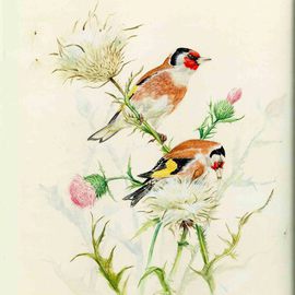 Goldfinch , Roger Farr