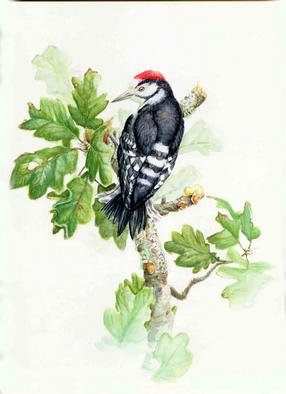 Roger Farr: 'Lesser Spotted Woodpecker', 1992 Watercolor, Birds. Artist Description: A very small woodpecker, but a delight to see! these paintings of the birds I think reflect the influence of Fenwick Landsdowne and Glen Loates. Signed Prints available at $80. 00...