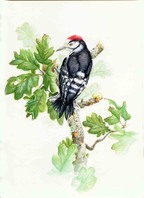Roger Farr  'Lesser Spotted Woodpecker', created in 1992, Original Painting Acrylic.