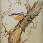 Nuthatch By Roger Farr